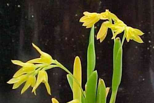 Pleurothallis sonderana 